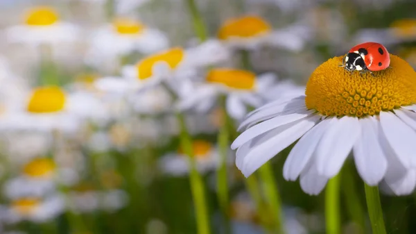 Kamillen Sommerfeld Aus Nächster Nähe — Stockfoto