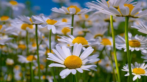 Chamomiles Summer Field Close — Stock Photo, Image