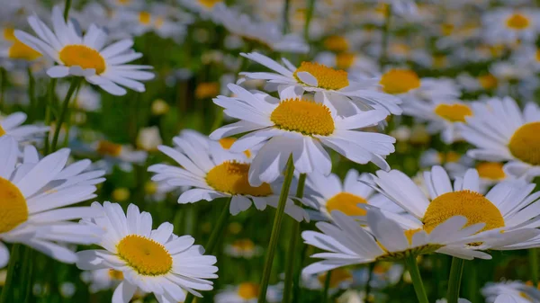 Camomille Nel Campo Estivo Primo Piano — Foto Stock