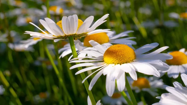 Chamomiles Summer Field Close — Stock Photo, Image