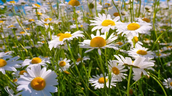 Camomille Nel Campo Estivo Primo Piano — Foto Stock