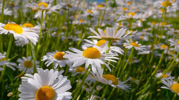 Chamomiles Het Zomer Veld Close — Stockfoto