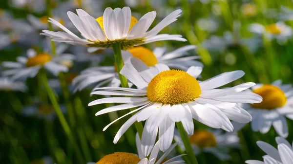 Chamomiles Summer Field Close — Stock Photo, Image