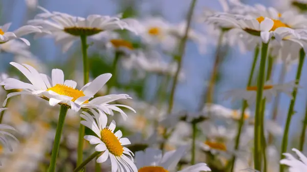 Chamomiles Summer Field Close — Stock Photo, Image