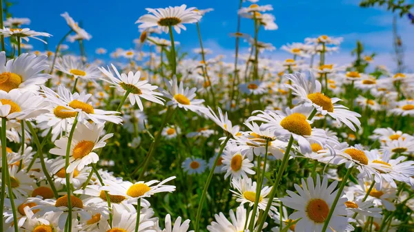 Chamomiles Summer Field Close — Stock Photo, Image