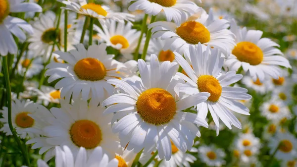 Chamomiles Summer Field Close — Stock Photo, Image