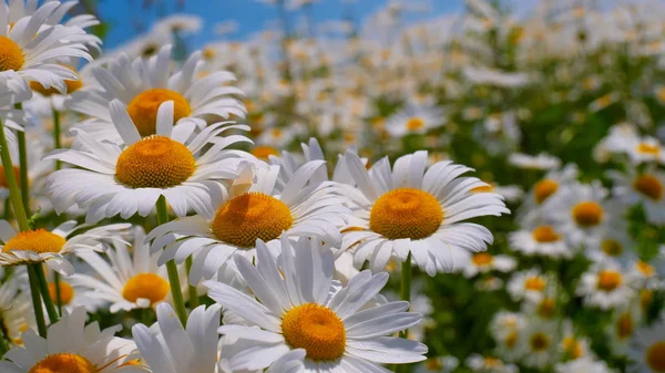 Chamomiles Het Zomer Veld Close — Stockfoto