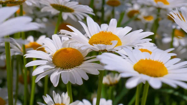 Chamomiles Summer Field Close — Stock Photo, Image