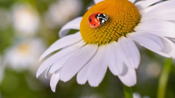 Ladybug Camomile Close Summer Field — Stock Photo, Image