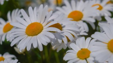 Yaz alanında chamomiles yakın çekim