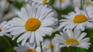 Yaz alanında chamomiles yakın çekim