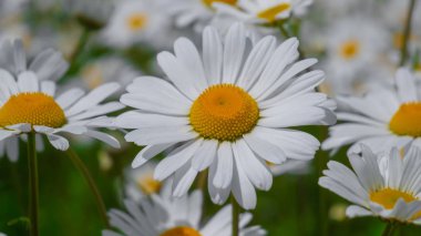 Yaz alanında chamomiles yakın çekim