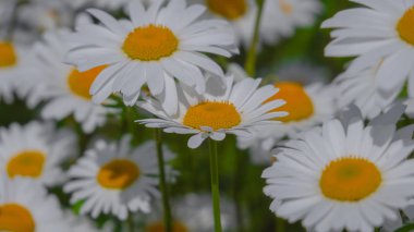 Yaz alanında chamomiles yakın çekim
