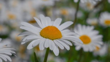 Yaz alanında chamomiles yakın çekim