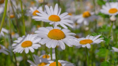 Yaz alanında chamomiles yakın çekim