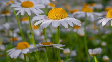 Yaz alanında chamomiles yakın çekim