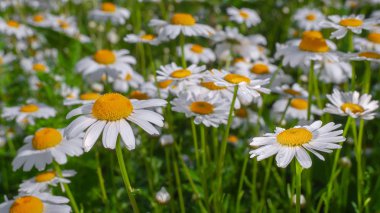 Yaz alanında chamomiles yakın çekim