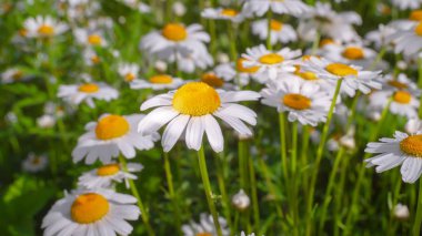 Yaz alanında chamomiles yakın çekim