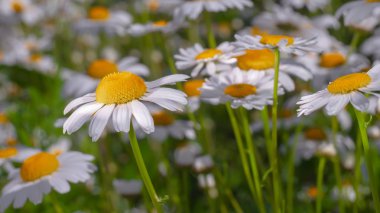 Yaz alanında chamomiles yakın çekim