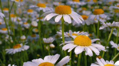 Yaz alanında chamomiles yakın çekim