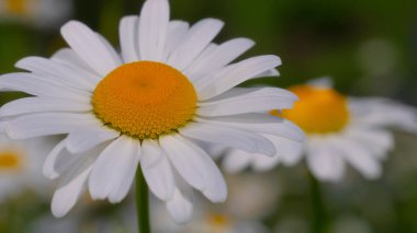 Yaz alanında chamomiles yakın çekim