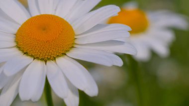 Yaz alanında chamomiles yakın çekim