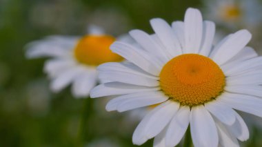 Yaz alanında chamomiles yakın çekim
