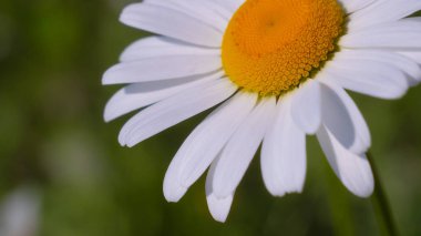 Yaz alanında chamomiles yakın çekim