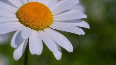 Yaz alanında chamomiles yakın çekim