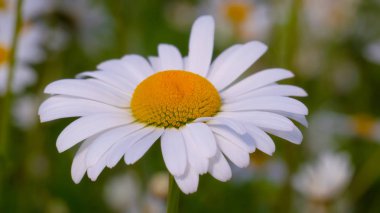 Yaz alanında chamomiles yakın çekim