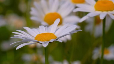 Yaz alanında chamomiles yakın çekim