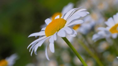 Yaz alanında chamomiles yakın çekim