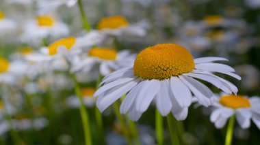 Yaz alanında chamomiles yakın çekim