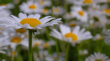 Yaz alanında chamomiles yakın çekim
