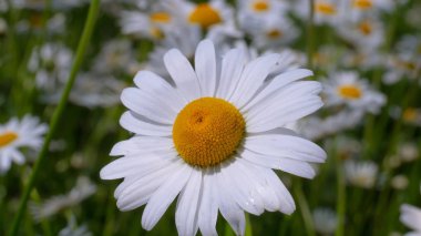 Yaz alanında chamomiles yakın çekim