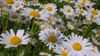 Yaz alanında chamomiles yakın çekim