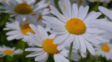 Yaz alanında chamomiles yakın çekim