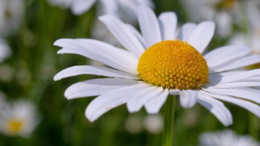 Yaz alanında chamomiles yakın çekim