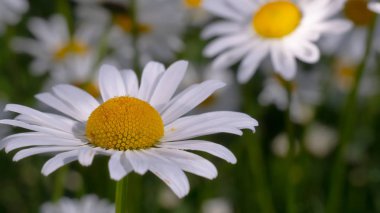Yaz alanında chamomiles yakın çekim