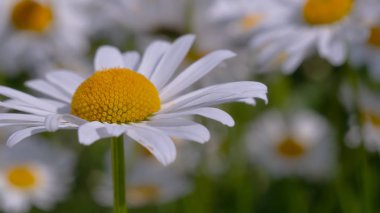 Yaz alanında chamomiles yakın çekim