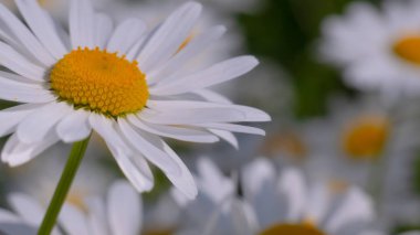 Yaz alanında chamomiles yakın çekim
