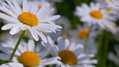 Yaz alanında chamomiles yakın çekim