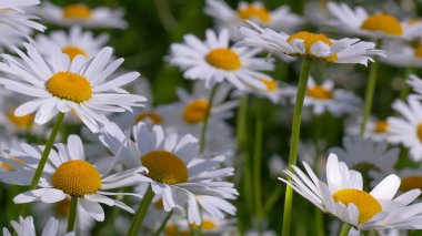 Yaz alanında chamomiles yakın çekim