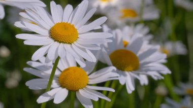 Yaz alanında chamomiles yakın çekim