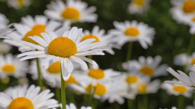 Yaz alanında chamomiles yakın çekim
