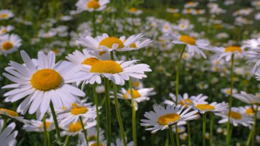 Yaz alanında chamomiles yakın çekim