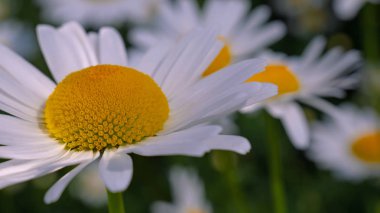 Yaz alanında chamomiles yakın çekim