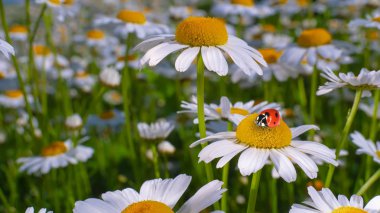 Bir yaz tarlasında papatya yakın çekim üzerinde Ladybug.