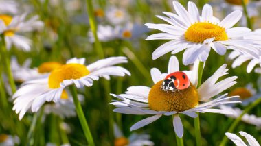 Bir yaz tarlasında papatya yakın çekim üzerinde Ladybug.