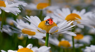 Bir yaz tarlasında papatya yakın çekim üzerinde Ladybug.